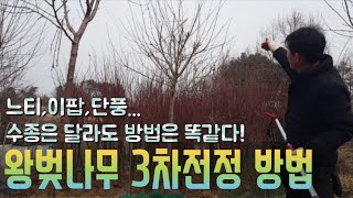 국가대표 조경수 왕벚나무 3차전정 (느티,이팝,단풍과 전정방법은 똑같습니다.)