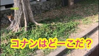 公園で元気に遊ぶコーギー　みんなコナンと遊ぼう　こぎちゅーばーコナン　CONAN's HAPPY DAYs