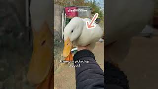 How to Put Down a Duck