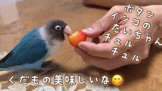 ボタンインコのたいちゃん！くだもの美味しいな😋