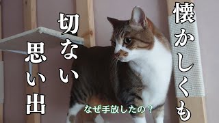 子猫の頃に育てた保護猫が遊びに来た時、我が家の先住猫達は仲良くできるのか！？episode2