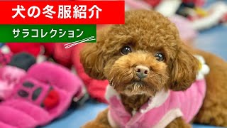 愛犬の冬用のお洋服の紹介✩.*˚【トイプードルのサラ】