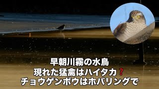 幻想的風景の水鳥、猛禽はハイタカ❓ チョウゲンボウはホバリングで獲物探し