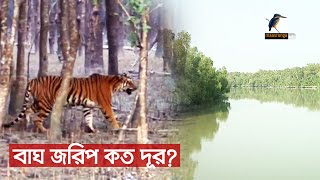 সুন্দরবনে বাঘ-মানুষের দ্বন্দ রোধে রেস্পন্স টিমের প্রশিক্ষণ নেই | Maasranga News