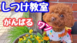 しつけ教室でがんばる子犬が可愛い(*^。^*) 【トイプードルのサラ】 Dog training