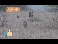 baboons in the wild. wildlife monkey monkeys monkeybaby safari savannah wild wildanimals