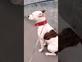 Каждый встречный улыбается 😉 amstaff dog amstaffafina afina pitbull собака staff