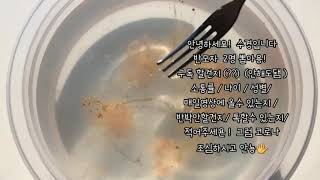 반모자 2명 구해요옹  조하님 영상