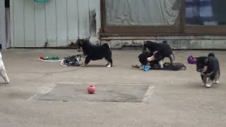 朝から元気一杯遊びます。生後1か月の柴犬子犬