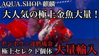 【AQUA SHOP 麒麟】大人気の極上セレクト金魚を大量輸入！【2024年12月15日販売開始！】