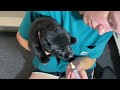 How We Worm Our German Shepherd Puppies...VERY IMPORTANT!!!