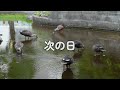 カルガモ親子2024～飛べるまでの成長記録～61日目【4k60p記録映像】