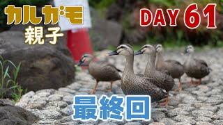 カルガモ親子2024～飛べるまでの成長記録～61日目【4K60p記録映像】