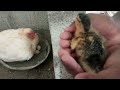 கோழி முட்டை அடை வைத்தல் முதல் குஞ்சு பொறித்தல் வரை simple hen house duckling hatching