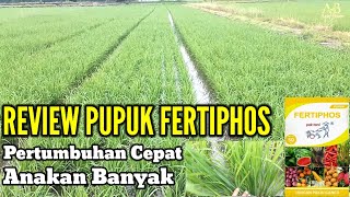 REVIEW KEUNGGULAN PUPUK FERTIPHOS PADA TANAMAN PADI