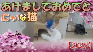 2025あけましておめでとうにゃ!な猫～2025 Happy new year ! cat