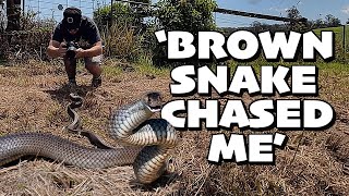 Do Brown Snakes REALLY Chase People?! Massive Brown Snake Threat Display!!