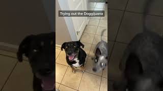 Trying Out Doggijuana