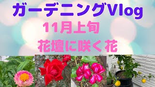 🌹【ガーデニング日記】花壇に咲く花