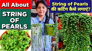 String of Pearls Succulent / String of Pearls Propagation / How To Propagate & C