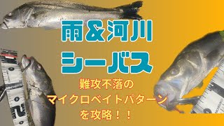 雨河川でマイクロベイトパターンを攻略！