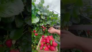 #buah #stroberry #berkebundirumah #panenstrawberry