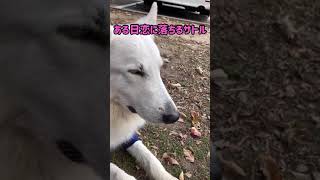 犬も恋に落ちる瞬間がある/There are moments when dogs also fall in love.【ホワイトスイスシェパード】