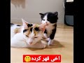 آخی قهر کرده🤭 چقدر ناز میکنه سرگرمی دیدنی