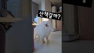 산책가자에 격하게 반응하는 5살 강아지 #shorts #강아지 #강아지일상 #강아지산책 #리액션