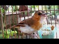 Suara Pikat • Pancingan Burung Planduk Bukit Gacor / Burung Kancilan Bukit