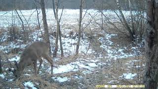 Sarny Koziołki - Fotopułapka 2021. Roe deers