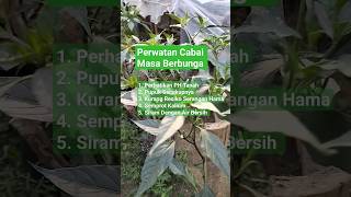 Perawatan Cabai Masa Berbunga. #shortvideo #berkebun #pertaniancabai