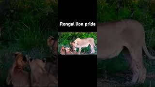 Rongai cubs has there natories father's . Oloimina ,Oloshipa and Lorkulup.