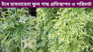 টবে হাসনাহেনা ফুল গাছ প্রতিস্থাপন ও পরিচর্যা । How to grow Night Blooming Jasmine। Hasna hena flower