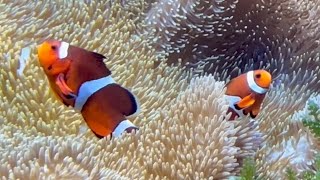 カクレクマノミ　ふわふわと泳いでいます【名古屋港水族館】Clown fish Port of Nagoya Public Aquarium