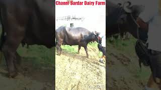 Biggest Buffalo ever at Channi Sardar Dairy Farm , karnal contact what's up .. 8685845756.