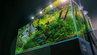 120cm Classic Nature Style Aquarium - RELAXATION CINEMATIC VIDEO 4K