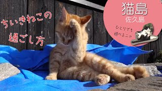 【猫島】のんびりするにゃー！しまねこの日常｜愛知・佐久島「しまねこうらら」 #7