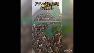 葉っぱがなくなったから、アゲハ蝶幼虫2号のお引越し！