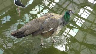 オオハシとトキの水辺 (掛川花鳥園) 2017年12月10日