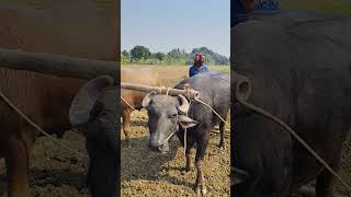 মজার কৃষক ভালোবাসার মহিষ#viralvideo #enjoy #agriculture life@Asadul