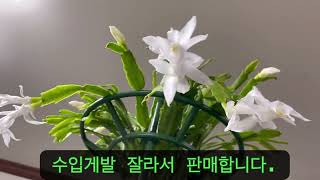 가재발선인장 화려한 꽃들.수입게발 삽목 잘하는법.💖#목기린선인장판매 #게발선인장판매