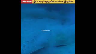 🐳💥ரம்பம் மீன் Ah! 🙄 இப்படியும் ஒரு மீன் கடல்-ல இருக்கா⁉️|Incredible Saw-Fish #FYITamil#Shorts