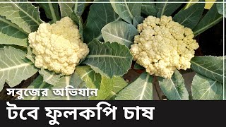 টবে ফুলকপি চাষ কিভাবে করবেন? | How to grow Cauliflower in pot [With English Subtitle] সবুজের অভিযান