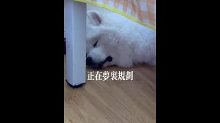 睡觉就睡觉，吐舌头是干什么@DOU+小助手 #狗狗 #萌宠出道计划