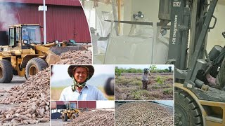 ក្រុមហ៊ុន «HLH Agriculture» បោះទុនជាង ៦០លានដុល្លារ ប្រែក្លាយតំបន់ដាច់ស្រយាល ទៅជាចំការដំឡូងមី...