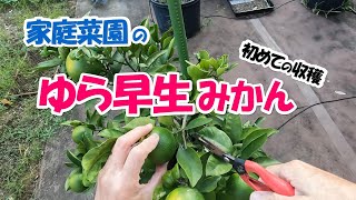 『ゆら早生』みかん味見