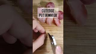 Grape 🍇 Seed Germination