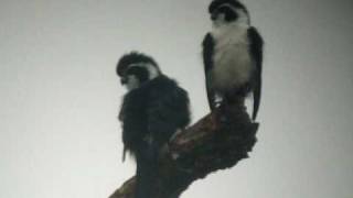 Pied Falconet II