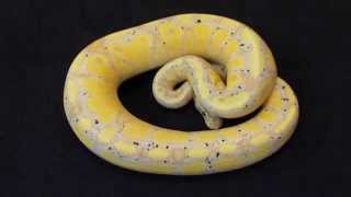 Ball Python Update...5/14/15